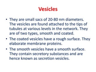 Vesicles
• They are small sacs of 20-80 nm diameters.
The vesicles are found attached to the tips of
tubules at various levels in the network. They
are of two types, smooth and coated.
• The coated vesicles have a rough surface. They
elaborate membrane proteins.
• The smooth vesicles have a smooth surface.
They contain secretory substances and are
hence known as secretion vesicles.
 