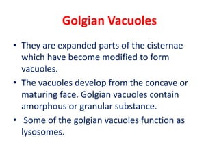 Golgian Vacuoles
• They are expanded parts of the cisternae
which have become modified to form
vacuoles.
• The vacuoles develop from the concave or
maturing face. Golgian vacuoles contain
amorphous or granular substance.
• Some of the golgian vacuoles function as
lysosomes.
 