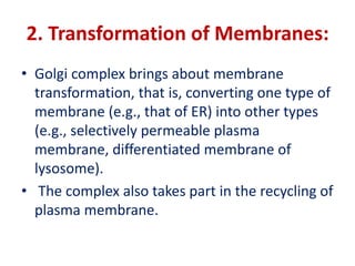 2. Transformation of Membranes:
• Golgi complex brings about membrane
transformation, that is, converting one type of
membrane (e.g., that of ER) into other types
(e.g., selectively permeable plasma
membrane, differentiated membrane of
lysosome).
• The complex also takes part in the recycling of
plasma membrane.
 