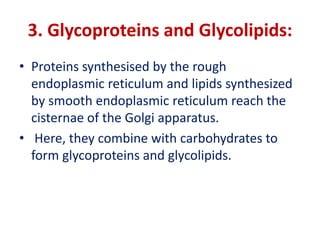 3. Glycoproteins and Glycolipids:
• Proteins synthesised by the rough
endoplasmic reticulum and lipids synthesized
by smooth endoplasmic reticulum reach the
cisternae of the Golgi apparatus.
• Here, they combine with carbohydrates to
form glycoproteins and glycolipids.
 
