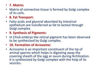 • 7. Matrix:
• Matrix of connective tissue is formed by Golgi complex
of its cells.
• 8. Fat Transport:
• Fatty acids and glycerol absorbed by intestinal
epithelium are transferred as fat to lacteal through
Golgi complex.
• 9. Synthesis of Pigments:
• In Chick embryo the retinal pigment has been observed
to be synthesized by Golgi complex.
• 10. Formation of Acrosome:
• Acrosome is an important constituent of the tip of
animal sperms which helps in digesting away the
covering sheath of the egg or ovum during fertilization.
It is synthesized by Golgi complex with the help of its
vesicles.
 