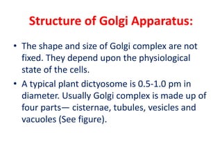 Structure of Golgi Apparatus:
• The shape and size of Golgi complex are not
fixed. They depend upon the physiological
state of the cells.
• A typical plant dictyosome is 0.5-1.0 pm in
diameter. Usually Golgi complex is made up of
four parts— cisternae, tubules, vesicles and
vacuoles (See figure).
 