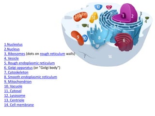 1.Nucleolus
2.Nucleus
3. Ribosomes (dots on rough reticulum walls)
4. Vesicle
5. Rough endoplasmic reticulum
6. Golgi apparatus (or "Golgi body")
7. Cytoskeleton
8. Smooth endoplasmic reticulum
9. Mitochondrion
10. Vacuole
11. Cytosol
12. Lysosome
13. Centriole
14. Cell membrane
 