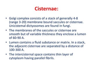 Cisternae:
• Golgi complex consists of a stack of generally 4-8
(range 3-20) membrane bound saccules or cisternae.
Unicistemal dictyosomes are found in fungi.
• The membranes of the saccules or cisternae are
smooth but of variable thickness they enclose a lumen
of 60-90 A.
• Lumen contains a fluid substance or matrix. In a stack,
the adjacent cisternae are separated by a distance of
100-300 A.
• The intercisternal space contains thin layer of
cytoplasm having parallel fibrils.
 