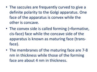 • The saccules are frequently curved to give a
definite polarity to the Golgi apparatus. One
face of the apparatus is convex while the
other is concave.
• The convex side is called forming (=formative,
cis-face) face while the concave side of the
apparatus is known as maturing face (trans-
face).
• The membranes of the maturing face are 7-8
nm in thickness while those of the forming
face are about 4 nm in thickness.
 