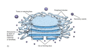 GOLGI COMPLEX OR BODIES: STRUCTURE AND FUNCTIONS | PPTX