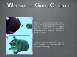 WORKING OF GOLGI COMPLEX
Proteins are translated and modified
with in the rough endoplasmic reticulum.
In order to complete their modifications,
they are transported in membrane-
bounded vesicles to the cis side of the
Golgi apparatus.
Transport vesicles from the rough ER
fuse together and become the cis
cisterna of the Golgi.
 