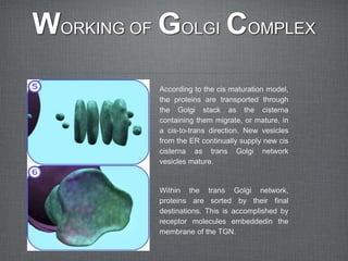 According to the cis maturation model,
the proteins are transported through
the Golgi stack as the cisterna
containing them migrate, or mature, in
a cis-to-trans direction. New vesicles
from the ER continually supply new cis
cisterna as trans Golgi network
vesicles mature.
Within the trans Golgi network,
proteins are sorted by their final
destinations. This is accomplished by
receptor molecules embeddedin the
membrane of the TGN.
WORKING OF GOLGI COMPLEX
 
