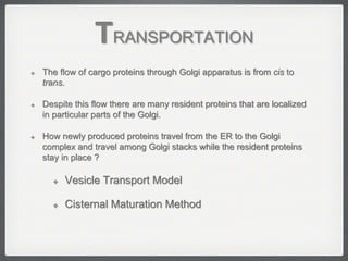 TRANSPORTATION
 The flow of cargo proteins through Golgi apparatus is from cis to
trans.
 Despite this flow there are many resident proteins that are localized
in particular parts of the Golgi.
 How newly produced proteins travel from the ER to the Golgi
complex and travel among Golgi stacks while the resident proteins
stay in place ?
 Vesicle Transport Model
 Cisternal Maturation Method
 
