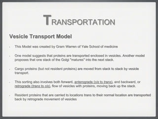 Vesicle Transport Model
• This Model was created by Gram Warren of Yale School of medicine
• One model suggests that proteins are transported enclosed in vesicles. Another model
proposes that one stack of the Golgi "matures" into the next stack.
• Cargo proteins (but not resident proteins) are moved from stack to stack by vesicle
transport.
• This sorting also involves both forward, anterograde (cis to trans), and backward, or
retrograde (trans to cis), flow of vesicles with proteins, moving back up the stack.
• Resident proteins that are carried to locations trans to their normal location are transported
back by retrograde movement of vesicles
TRANSPORTATION
 