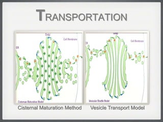TRANSPORTATION
Vesicle Transport ModelCisternal Maturation Method
 