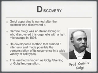 DISCOVERY
Golgi apparatus is named after the
scientist who discovered it.
Camillo Golgi was an Italian biologist
who discovered this organelle with a light
microscope in 1898.
He developed a method that stained it
intensely and made possible the
demonstration of its occurrence in a wide
variety of cell types.
This method is known as Golgi Staining
or Golgi Impregnation.
 