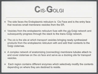 CIS-GOLGI
 The side faces the Endoplasmic reticulum is Cis Face and is the entry face
that receives small membrane vesicles from the ER.
 Vesicles from the endoplasmic reticulum fuse with the cis-Golgi network and
subsequently progress through the stack to the trans-Golgi network.
 The cis is the site at which transport vesicles bringing newly synthesized
products from the endoplasmic reticulum with and add their contents to the
Golgi cisternae.
 A complex network of anatomizing (connecting) membrane tubules attach to
and cover cisternae on the cis face and serve as a docking site for transport
vesicles.
 Each region contains different enzymes which selectively modify the contents
depending on where they are destined to reside.
 