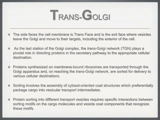 TRANS-GOLGI
 The side faces the cell membrane is Trans Face and is the exit face where vesicles
leave the Golgi and move to their targets, including the exterior of the cell.
 As the last station of the Golgi complex, the trans-Golgi network (TGN) plays a
pivotal role in directing proteins in the secretary pathway to the appropriate cellular
destination.
 Proteins synthesized on membrane-bound ribosomes are transported through the
Golgi apparatus and, on reaching the trans-Golgi network, are sorted for delivery to
various cellular destinations.
 Sorting involves the assembly of cytosol-oriented coat structures which preferentially
package cargo into vesicular transport intermediates.
 Protein sorting into different transport vesicles requires specific interactions between
sorting motifs on the cargo molecules and vesicle coat components that recognize
these motifs.
 