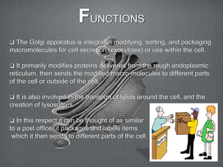  The Golgi apparatus is integral in modifying, sorting, and packaging
macromolecules for cell secretion (exocytosis) or use within the cell.
 It primarily modifies proteins delivered from the rough endoplasmic
reticulum, then sends the modified macro-molecules to different parts
of the cell or outside of the cell.
 It is also involved in the transport of lipids around the cell, and the
creation of lysosomes.
 In this respect it can be thought of as similar
to a post office; it packages and labels items
which it then sends to different parts of the cell.
FUNCTIONS
 
