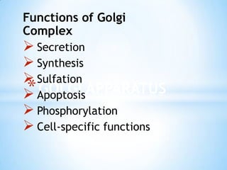 Functions of Golgi
Complex

 Secretion
 Synthesis
 Sulfation
* ApoptosisAPPARATUS
GOLGI

 Phosphorylation
 Cell-specific functions

 