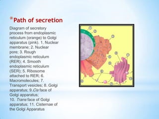 *Path of secretion
Diagram of secretory
process from endoplasmic
reticulum (orange) to Golgi
apparatus (pink). 1. Nuclear
membrane; 2. Nuclear
pore; 3. Rough
endoplasmic reticulum
(RER); 4. Smooth
endoplasmic reticulum
(SER); 5. Ribosome
attached to RER; 6.
Macromolecules; 7.
Transport vesicles; 8. Golgi
apparatus; 9.Cis face of
Golgi apparatus;
10. Trans face of Golgi
apparatus; 11. Cisternae of
the Golgi Apparatus

 