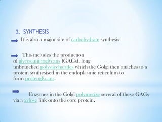 2. SYNTHESIS

It is also a major site of carbohydrate synthesis
This includes the production
of glycosaminoglycans (GAGs), long
unbranched polysaccharides which the Golgi then attaches to a
protein synthesised in the endoplasmic reticulum to
form proteoglycans.

Enzymes in the Golgi polymerize several of these GAGs
via a xylose link onto the core protein.

 
