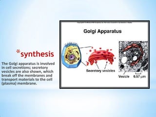 *synthesis
The Golgi apparatus is involved
in cell secretions; secretory
vesicles are also shown, which
break off the membranes and
transport materials to the cell
(plasma) membrane.

 