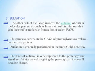 3. SULFATION
Another task of the Golgi involves the sulfation of certain
molecules passing through its lumen via sulfotranferases that
gain their sulfur molecule from a donor called PAPS.
This process occurs on the GAGs of proteoglycans as well as
on the core protein.
Sulfation is generally performed in the trans-Golgi network.
The level of sulfation is very important to the proteoglycans'
signalling abilities as well as giving the proteoglycan its overall
negative charge.

 