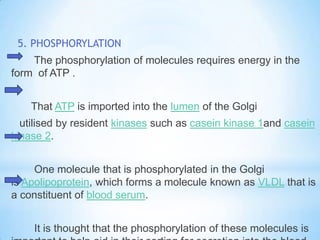 5. PHOSPHORYLATION
The phosphorylation of molecules requires energy in the
form of ATP .
That ATP is imported into the lumen of the Golgi

utilised by resident kinases such as casein kinase 1and casein
kinase 2.
One molecule that is phosphorylated in the Golgi
is Apolipoprotein, which forms a molecule known as VLDL that is
a constituent of blood serum.
It is thought that the phosphorylation of these molecules is

 