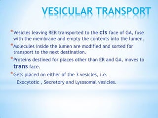 VESICULAR TRANSPORT
* Vesicles leaving RER transported to the cis face of GA, fuse
with the membrane and empty the contents into the lumen.

* Molecules inside the lumen are modified and sorted for
transport to the next destination.

* Proteins destined for places other than ER and GA, moves to
trans face.
* Gets placed on either of the 3 vesicles, i.e.
Exocytotic , Secretory and Lysosomal vesicles.

 