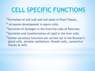 CELL SPECIFIC FUNCTIONS
* Formation of cell wall and cell plate in Plant Tissues.
* Acrosome development in sperm cells.
* Secretion of Zymogen in the Exocrine cells of Pancreas.
* Secretion and transformation of Lipid in the liver cells.
* Similar secretory functions are carried out in the Brunner’s
gland cells, alveolar epithelium, Paneth cells, connective
tissues as well.

 