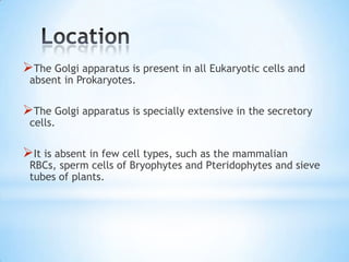 The Golgi apparatus is present in all Eukaryotic cells and
absent in Prokaryotes.

The Golgi apparatus is specially extensive in the secretory
cells.

It is absent in few cell types, such as the mammalian

RBCs, sperm cells of Bryophytes and Pteridophytes and sieve
tubes of plants.

 