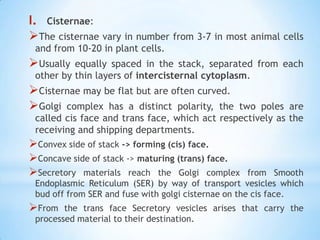 I. Cisternae:
The cisternae vary in number from 3-7 in most animal cells
and from 10-20 in plant cells.

Usually

equally spaced in the stack, separated from each
other by thin layers of intercisternal cytoplasm.

Cisternae may be flat but are often curved.
Golgi complex has a distinct polarity, the

two poles are
called cis face and trans face, which act respectively as the
receiving and shipping departments.

Convex side of stack -> forming (cis) face.
Concave side of stack -> maturing (trans) face.
Secretory materials reach the Golgi complex

from Smooth
Endoplasmic Reticulum (SER) by way of transport vesicles which
bud off from SER and fuse with golgi cisternae on the cis face.

From

the trans face Secretory vesicles arises that carry the
processed material to their destination.

 