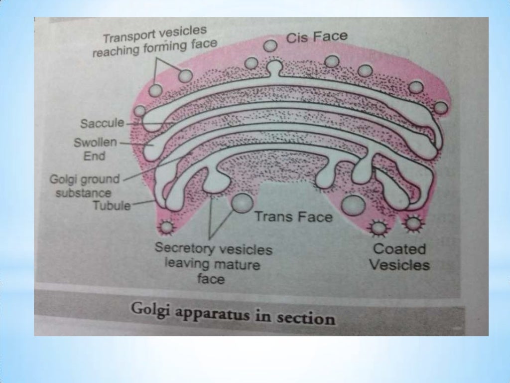 Golgi complex structure and functions