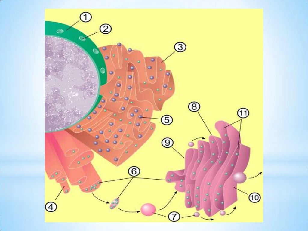 Golgi complex structure and functions