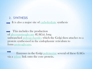 2. SYNTHESIS

It is also a major site of carbohydrate synthesis
This includes the production
of glycosaminoglycans (GAGs), long
unbranched polysaccharides which the Golgi then attaches to a
protein synthesised in the endoplasmic reticulum to
form proteoglycans.
Enzymes in the Golgi polymerize several of these GAGs
via a xylose link onto the core protein.

 