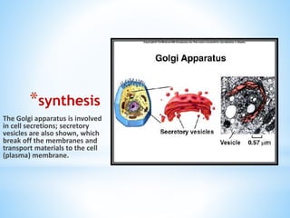 *synthesis
The Golgi apparatus is involved
in cell secretions; secretory
vesicles are also shown, which
break off the membranes and
transport materials to the cell
(plasma) membrane.

 