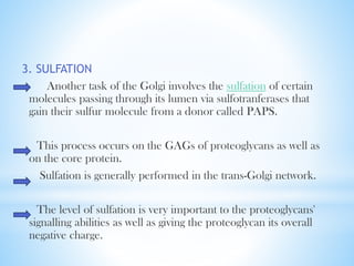 3. SULFATION
Another task of the Golgi involves the sulfation of certain
molecules passing through its lumen via sulfotranferases that
gain their sulfur molecule from a donor called PAPS.
This process occurs on the GAGs of proteoglycans as well as
on the core protein.
Sulfation is generally performed in the trans-Golgi network.
The level of sulfation is very important to the proteoglycans'
signalling abilities as well as giving the proteoglycan its overall
negative charge.

 