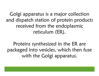 Golgi apparatus is a major collection
and dispatch station of protein products
received from the endoplasmic
reticulum (ER...