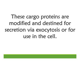 These cargo proteins are
modified and destined for
secretion via exocytosis or for
use in the cell.
 