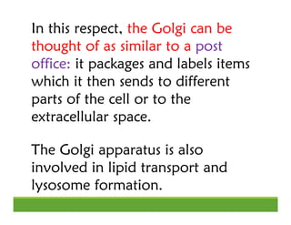 In this respect, the Golgi can be
thought of as similar to a post
office: it packages and labels items
which it then sends...