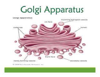 Golgi Apparatus
 