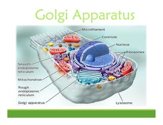 Golgi Apparatus
 