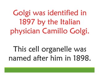 Golgi was identified in
1897 by the Italian
physician Camillo Golgi.
This cell organelle was
named after him in 1898.
 