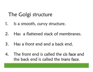 The Golgi structure
1. Is a smooth, curvy structure.
2. Has a flattened stack of membranes.
3. Has a front end and a back ...