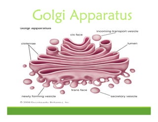 Golgi Apparatus
 
