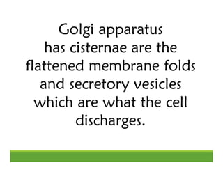 Golgi apparatus
has cisternae
cisternae
cisternae
cisternae are the
flattened membrane folds
and secretory vesicles
secret...