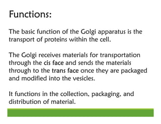 Functions:
Functions:
Functions:
Functions:
The basic function of the Golgi apparatus is the
transport of proteins within ...