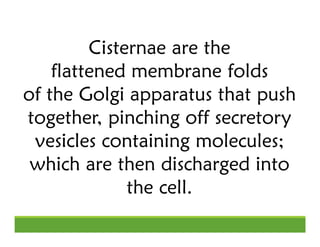 Cisternae are the
flattened membrane folds
of the Golgi apparatus that push
together, pinching off secretory
vesicles cont...