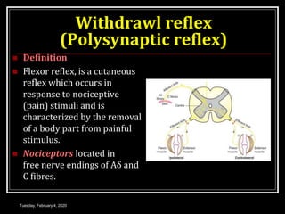 Golgi tendon organ | PPT