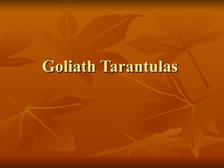 Goliath Tarantulas  