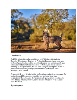 Lobo ibérico
En 2021, el lobo ibérico fue incluida por el MITERD en el Listado de
Especies Silvestres en Régimen de Protección Especial. Hasta entonces,
el Canis lupus signatus, estaba considerado como una alimaña, por lo que
estaba permitido matarlo de manera no controlada, mediante cualquier
técnica y en cualquier época del año. Una salvajada ecológica a la que se
opusieron naturalistas y divulgadores de la talla del burgalés Félix
Rodríguez de la Fuente.
El censo 2012-2014 de lobo ibérico en España arrojaba cifras modestas. Se
contabilizaron 297 manadas, repartidas por casi toda la cornisa
noroccidental del país. A día de hoy se calcula que viven en nuestro país
entre 2.000 y 2.500 ejemplares, de los cuales, más de un 95%, viven al
norte del Duero.
Águila imperial
 