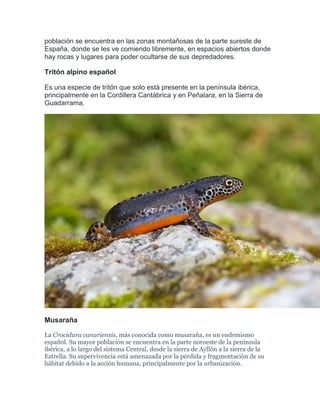 población se encuentra en las zonas montañosas de la parte sureste de
España, donde se les ve comiendo libremente, en espacios abiertos donde
hay rocas y lugares para poder ocultarse de sus depredadores.
Tritón alpino español
Es una especie de tritón que solo está presente en la península ibérica,
principalmente en la Cordillera Cantábrica y en Peñalara, en la Sierra de
Guadarrama.
Musaraña
La Crocidura canariensis, más conocida como musaraña, es un endemismo
español. Su mayor población se encuentra en la parte noroeste de la península
ibérica, a lo largo del sistema Central, desde la sierra de Ayllón a la sierra de la
Estrella. Su supervivencia está amenazada por la pérdida y fragmentación de su
hábitat debido a la acción humana, principalmente por la urbanización.
 