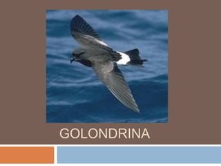 GOLONDRINA
 